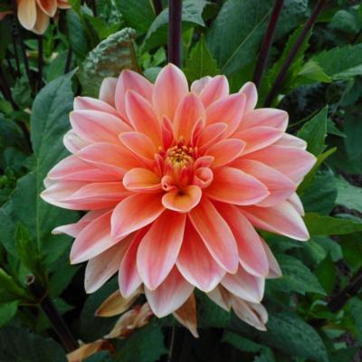 dahlia-mister-frans