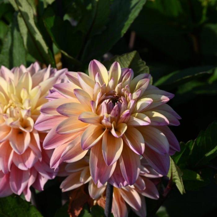 Dahlia 'Mondriaan' plant