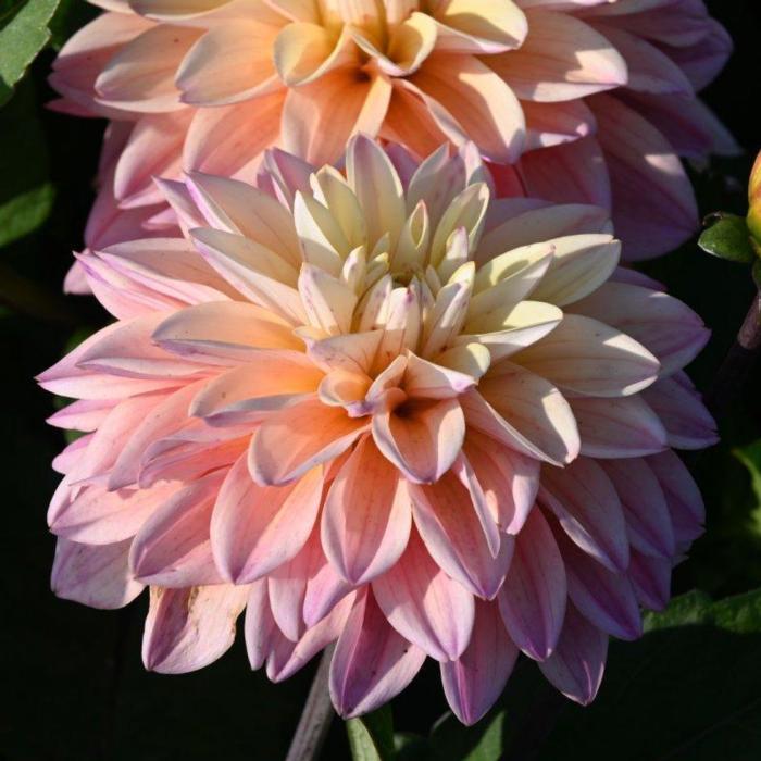 Dahlia 'Mondriaan' plant