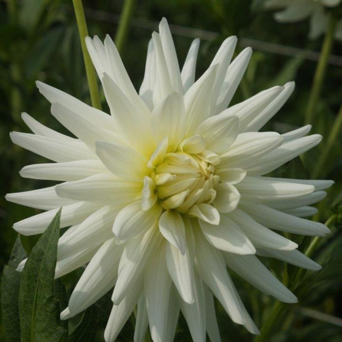 Dahlia 'Mount Tacoma' plant