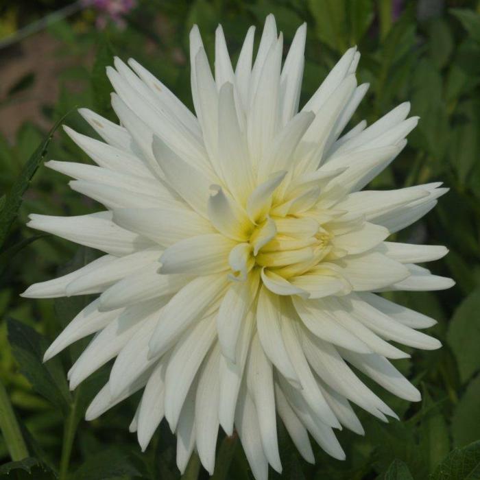 Dahlia 'Mount Tacoma' plant