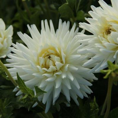 dahlia-my-love