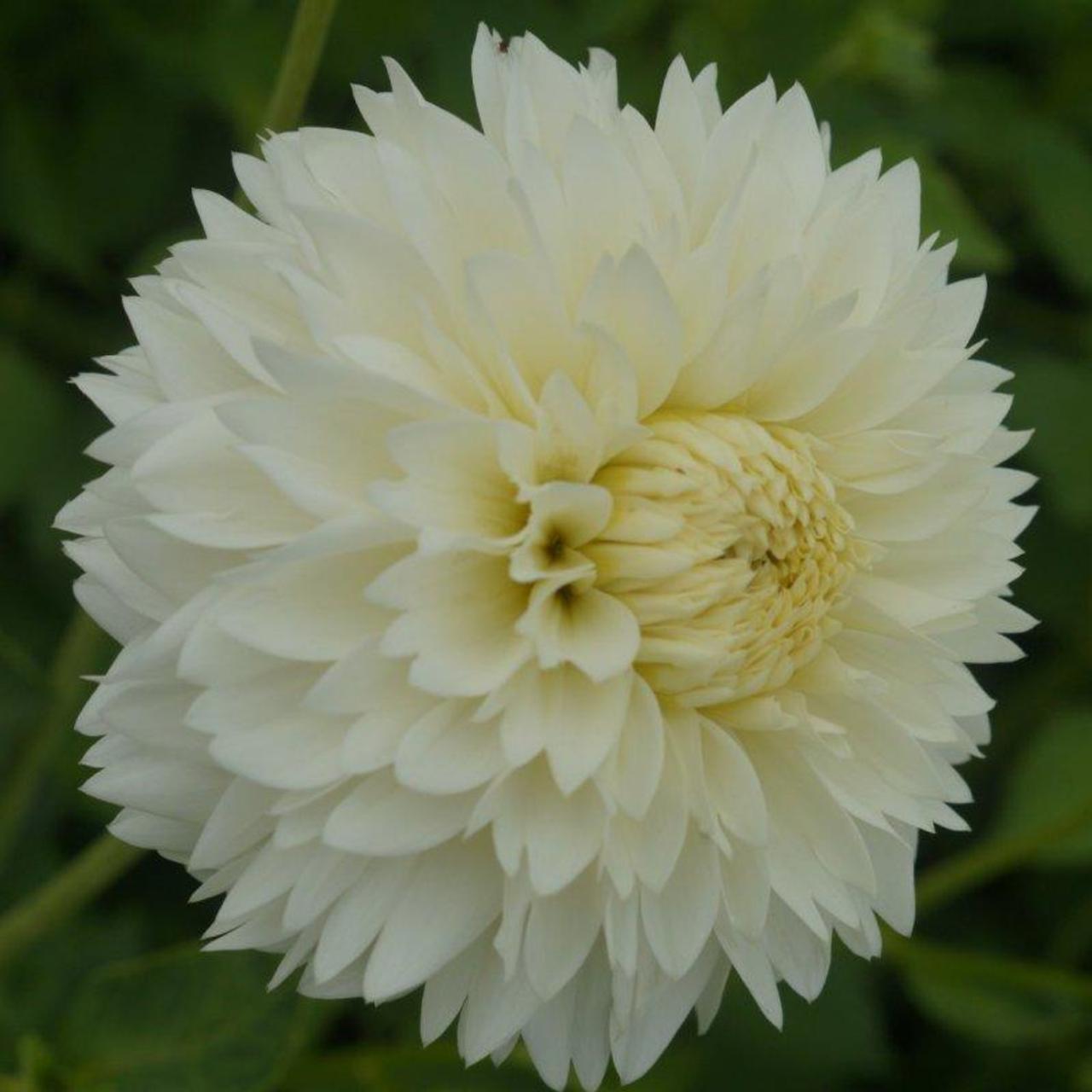 Dahlia 'Myama Fubuki' plant