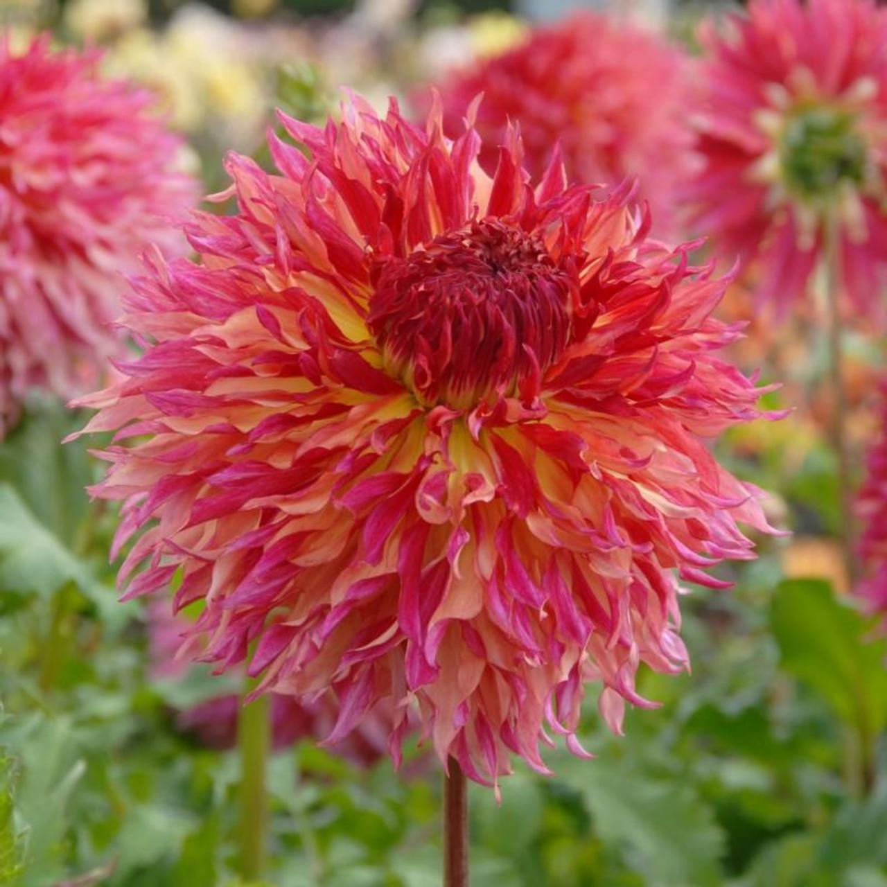 Dahlia 'Myrtle?s Folly' plant