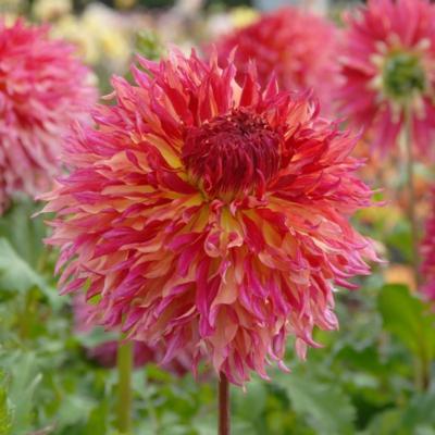 dahlia-myrtles-folly