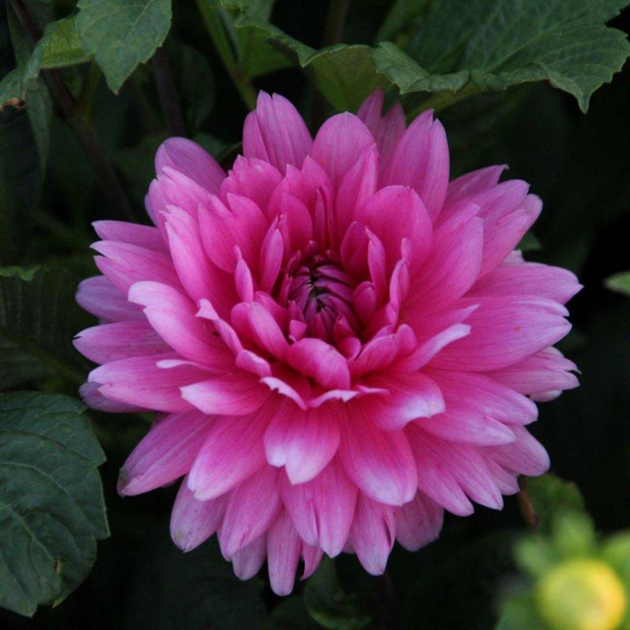 Dahlia 'Nashville' plant