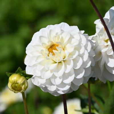 dahlia-never-give-up