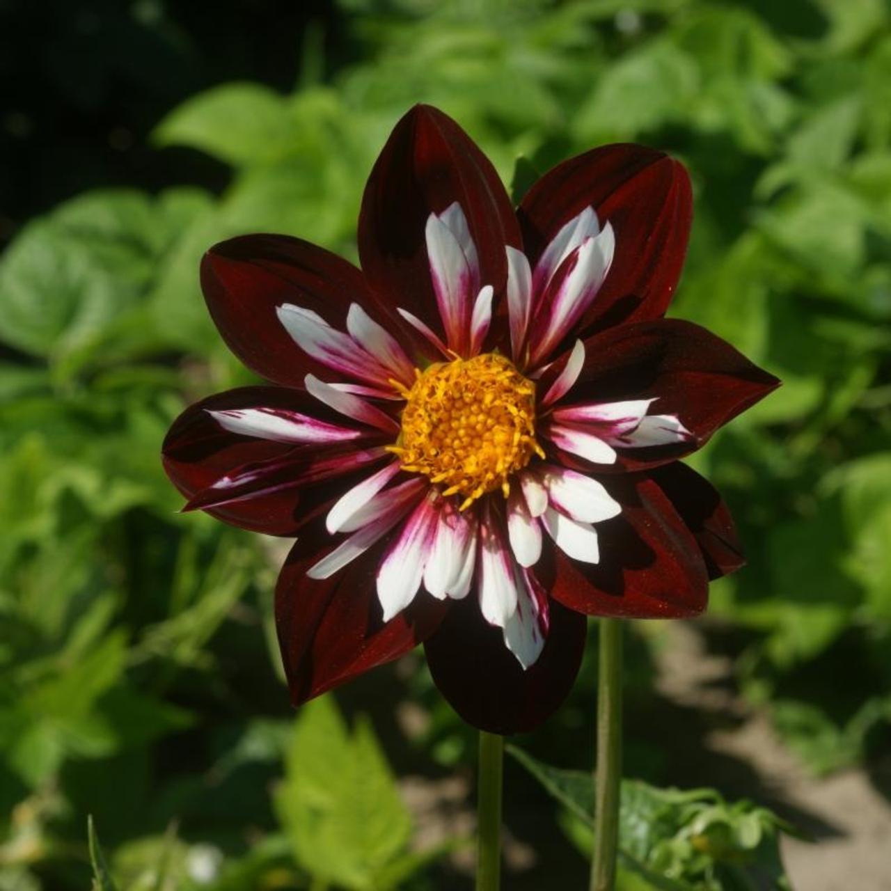 Dahlia 'Night Butterfly' plant