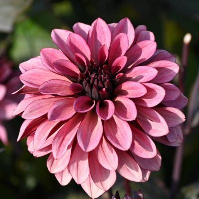 dahlia-night-silence