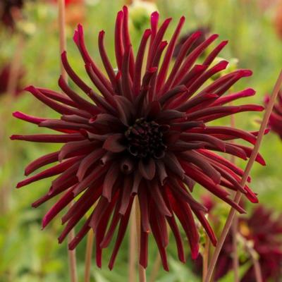 dahlia-nuit-dete