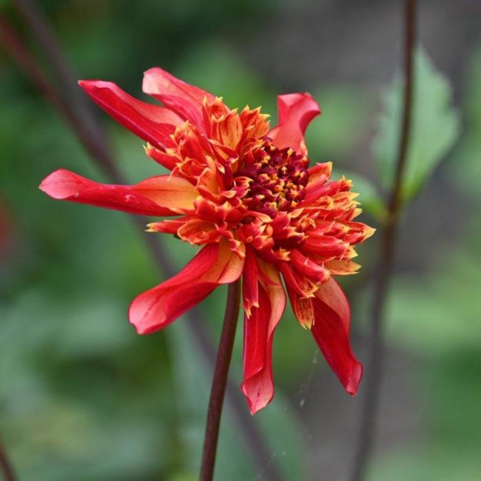 Dahlia 'Octopus Sparkle' plant