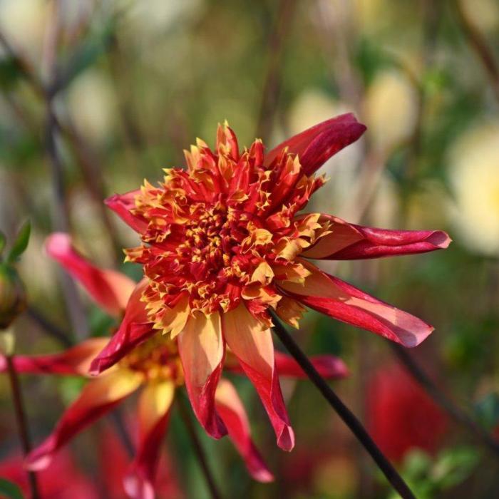 Dahlia 'Octopus Sparkle' plant