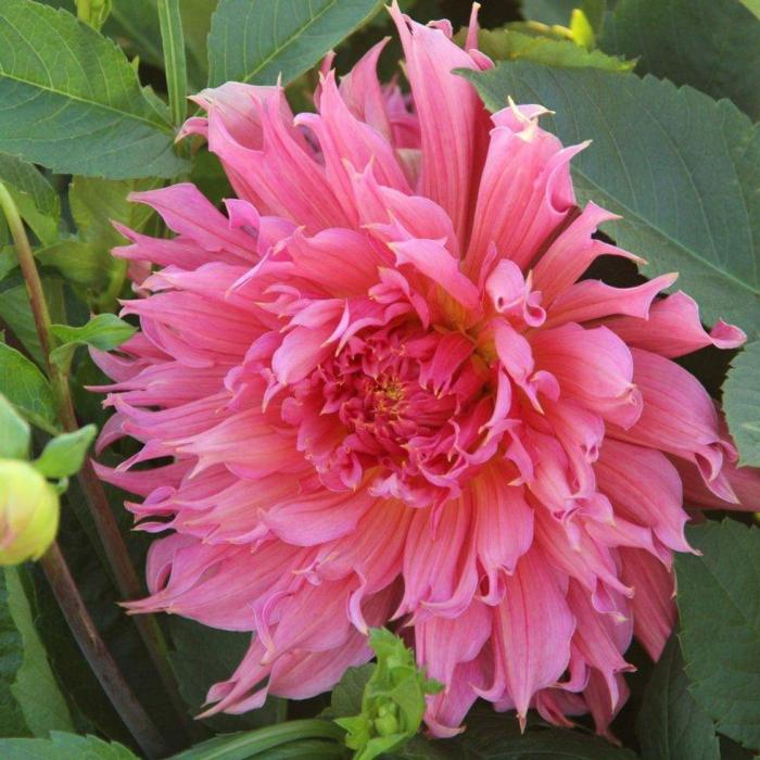 Dahlia 'Omega' plant