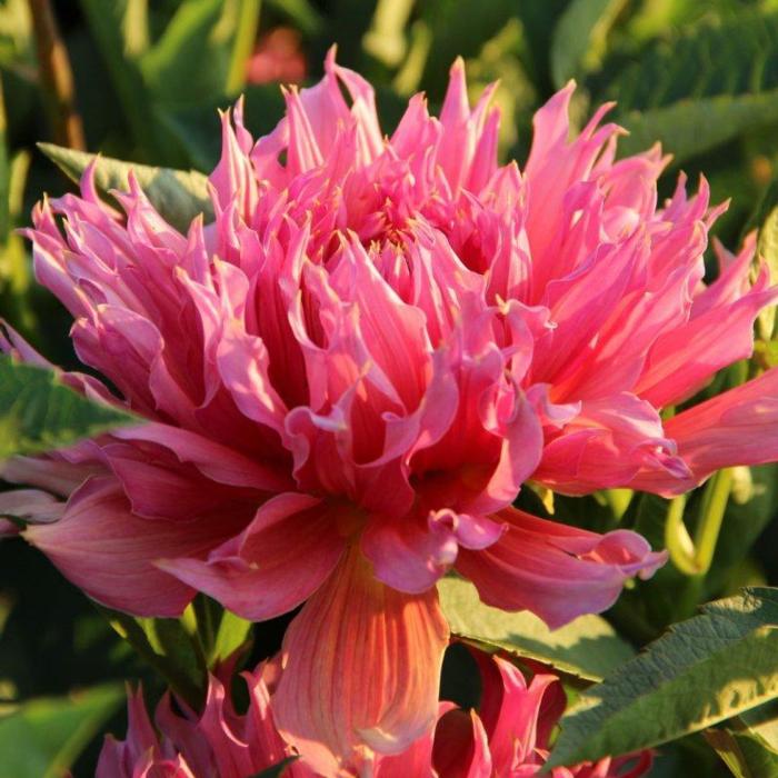 Dahlia 'Omega' plant