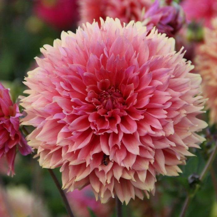 Dahlia 'Orange Fubuki' plant
