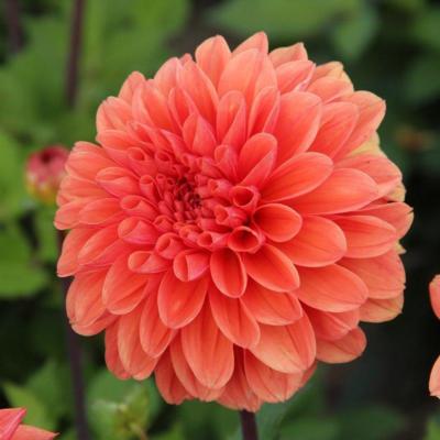 dahlia-orange-king