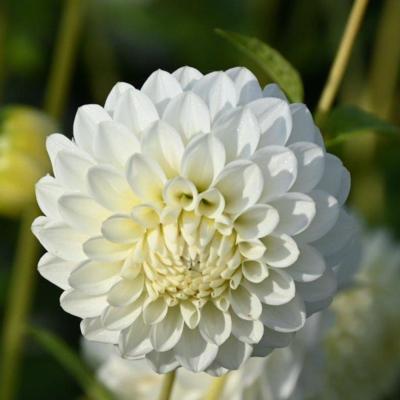 dahlia-orsett-beauty
