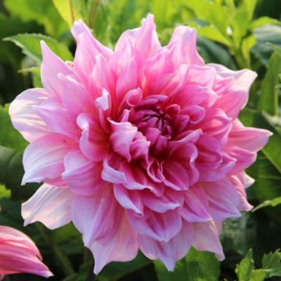 dahlia-ottos-thrill