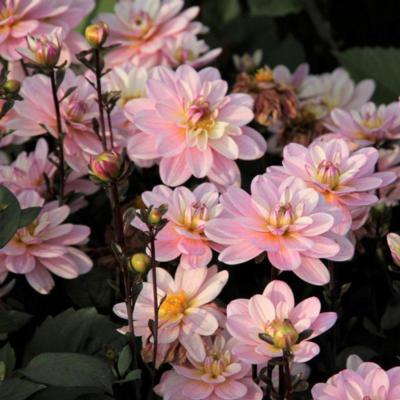 dahlia-pacific-jewel