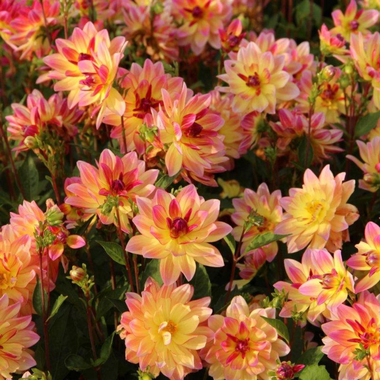 Dahlia 'Pacific Ocean' plant