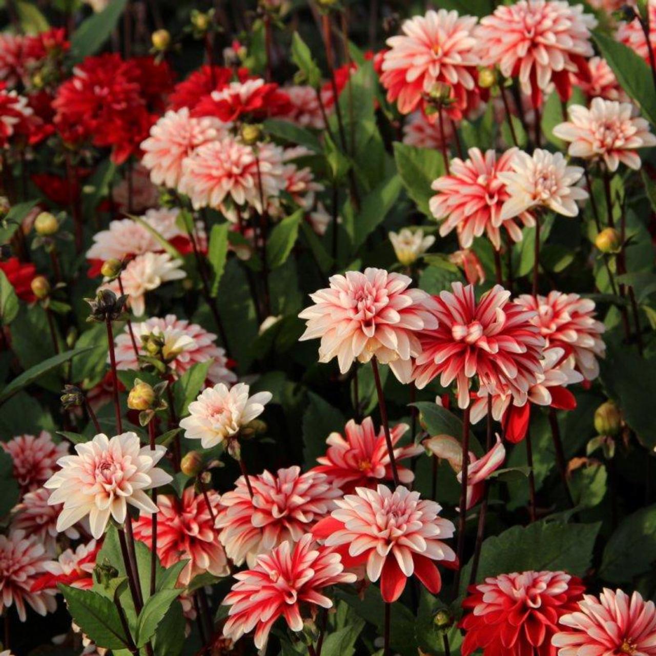 dahlia-pacific-time Dahlia 'Pacific Time' plant