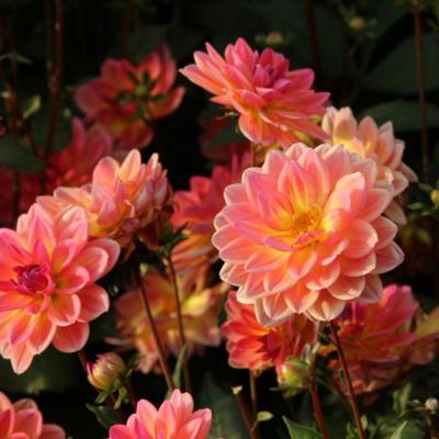 dahlia-pacific-view