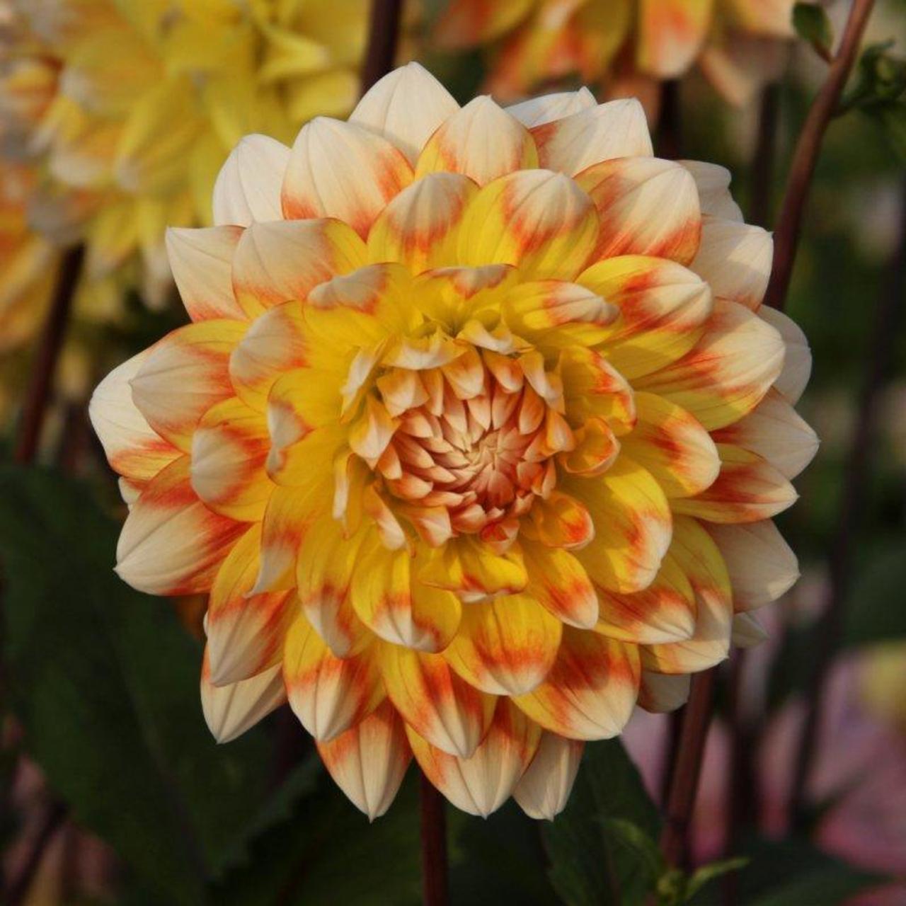 Dahlia 'Peaches and Cream' plant