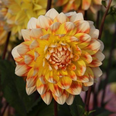 dahlia-peaches-and-cream