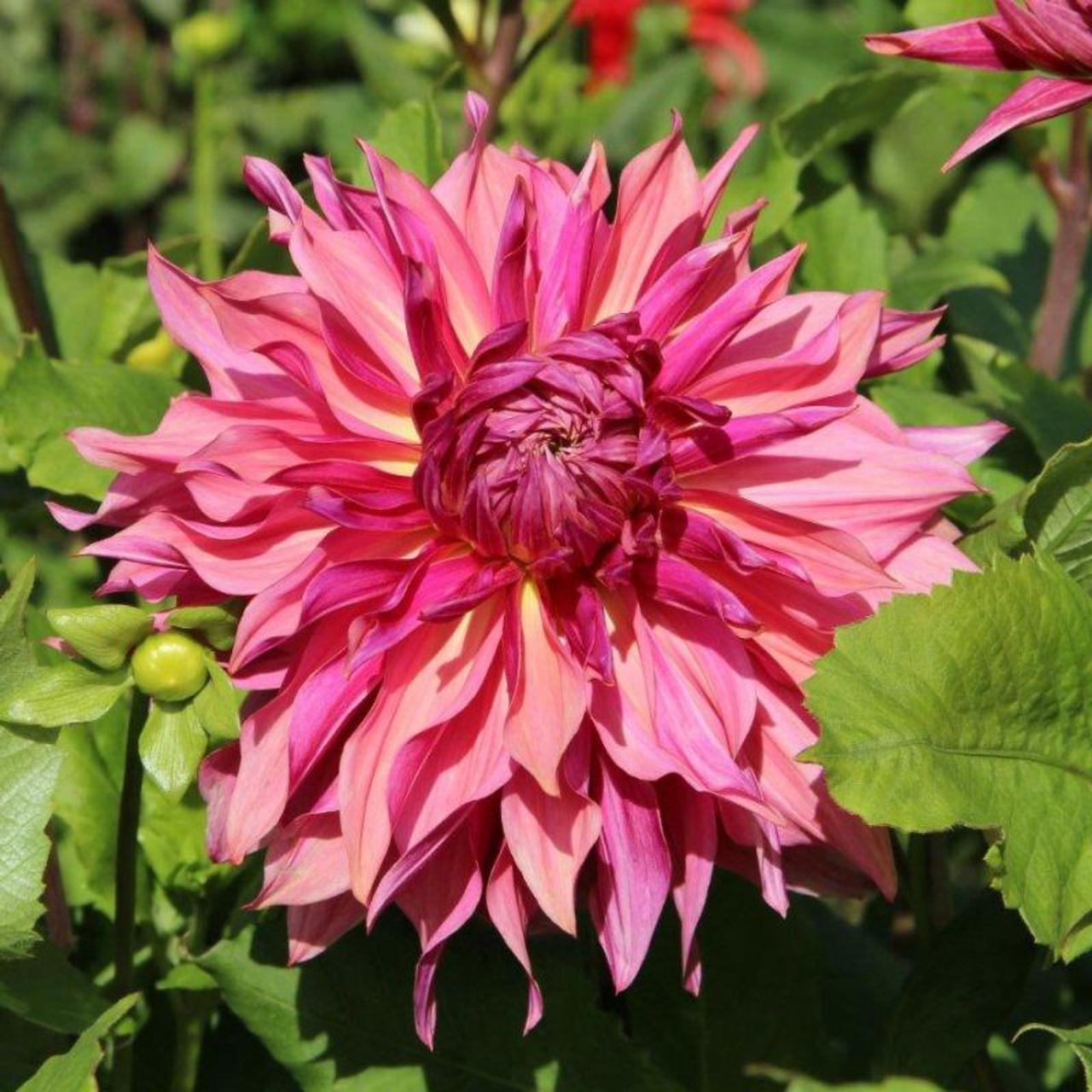 Dahlia 'Penhill Dark Monarch' plant