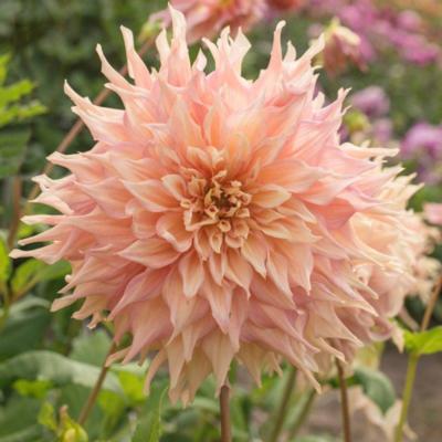 dahlia-penhill-watermelon