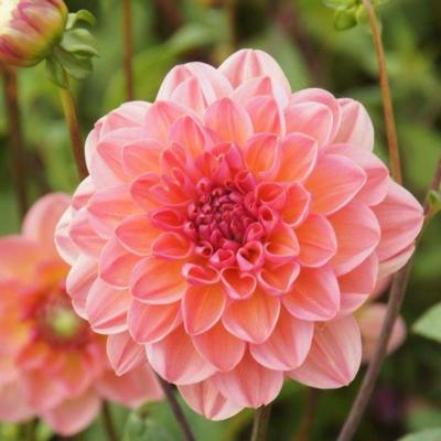 dahlia-phyllis-farmer