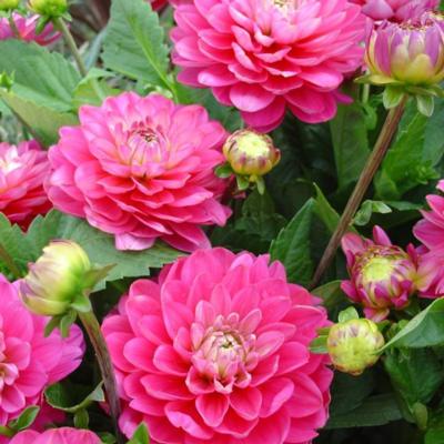 dahlia-pink-allegro