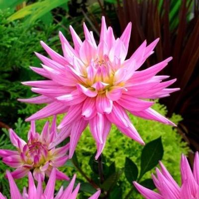 dahlia-pink-corona