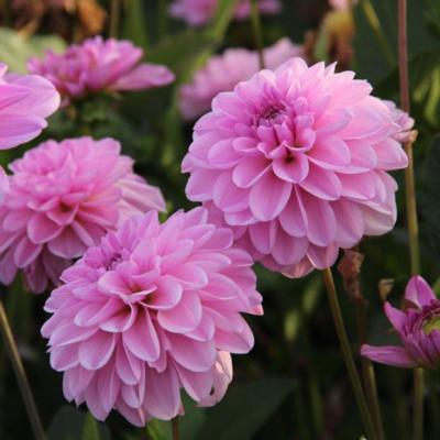 dahlia-pink-pop