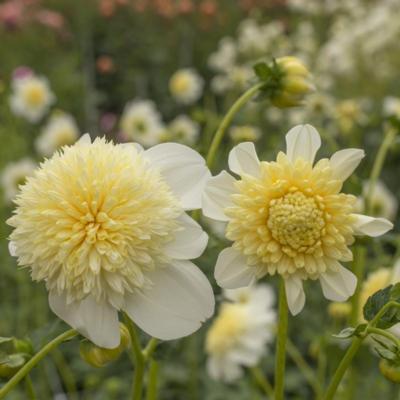 dahlia-platinum-blonde