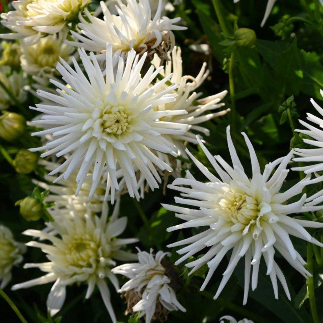 Dahlia 'Playa Blanca' plant