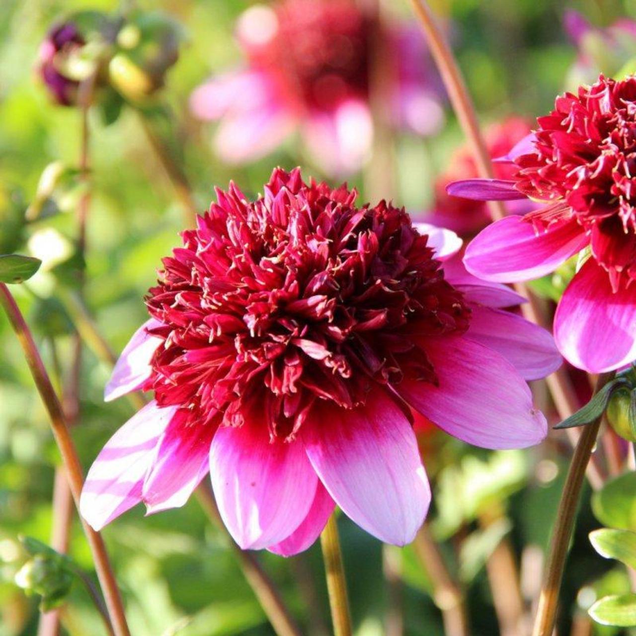 Dahlia 'Poodle Skirt' plant