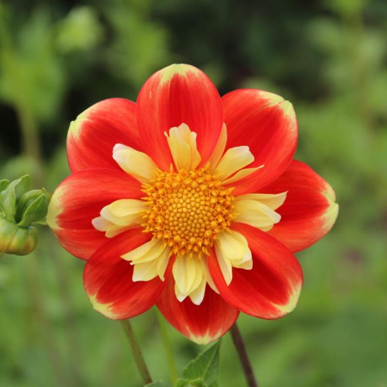 Dahlia 'Pooh' plant