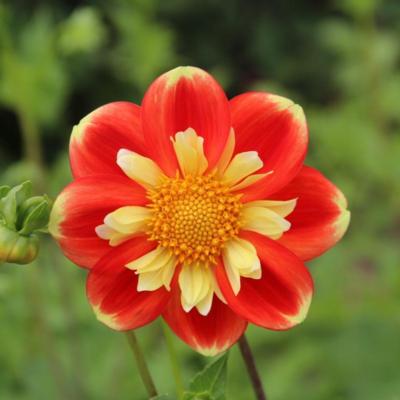 dahlia-pooh