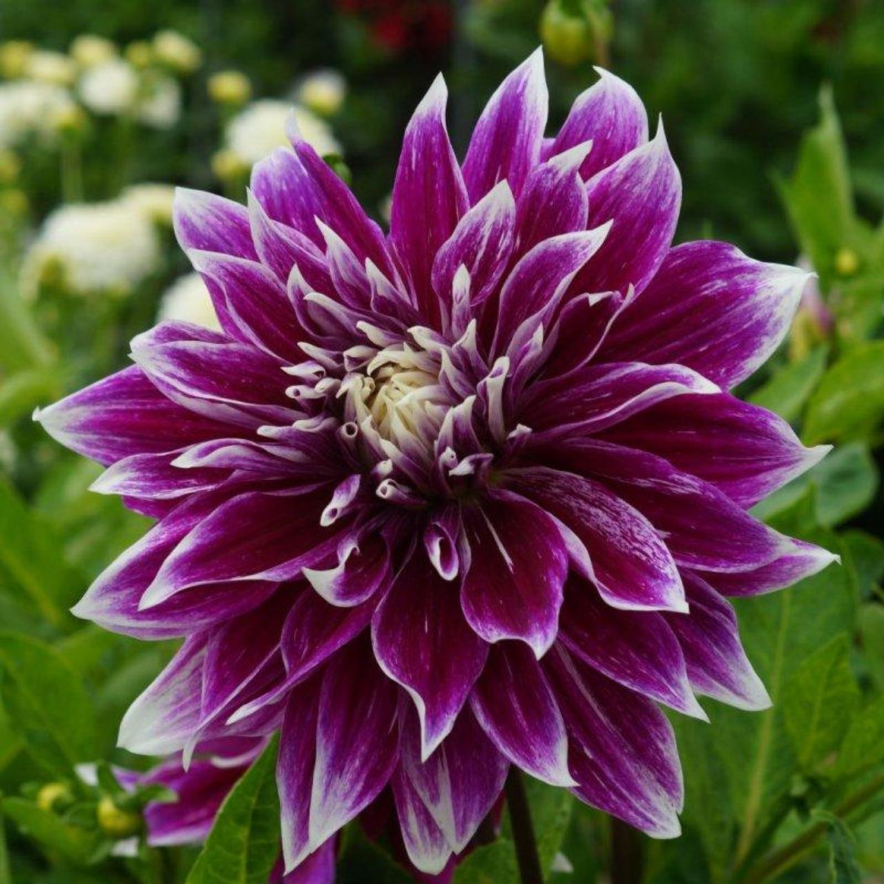 dahlia-pramie-18 Dahlia 'Prämie 18' plant