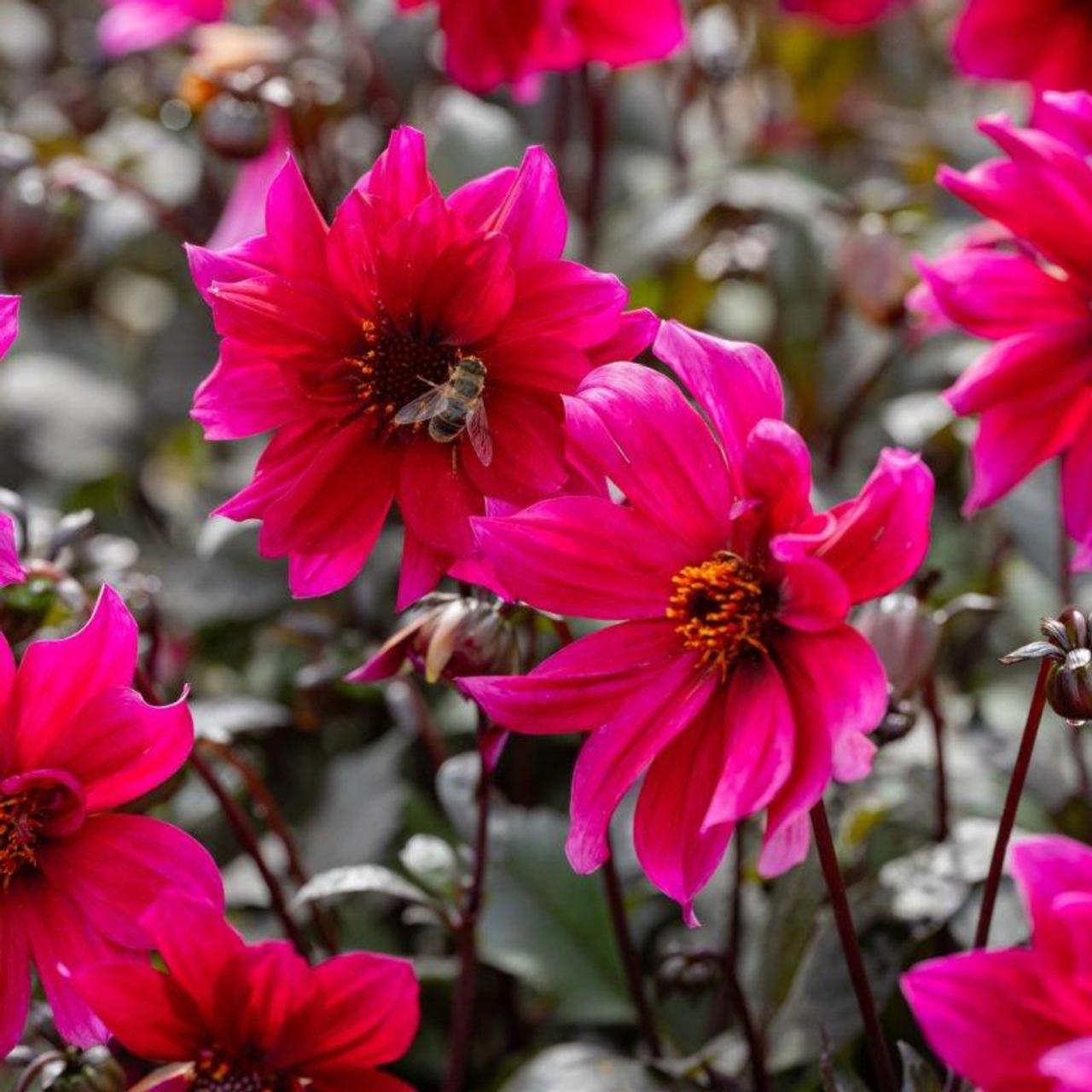 Dahlia 'Pride One' plant