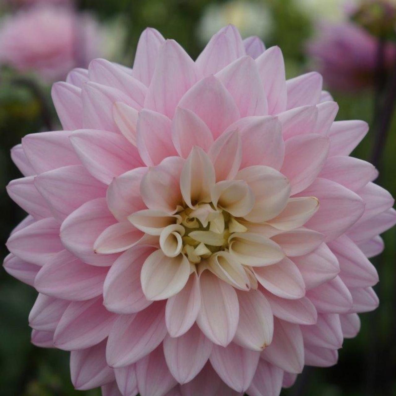 Dahlia 'Prospero' plant