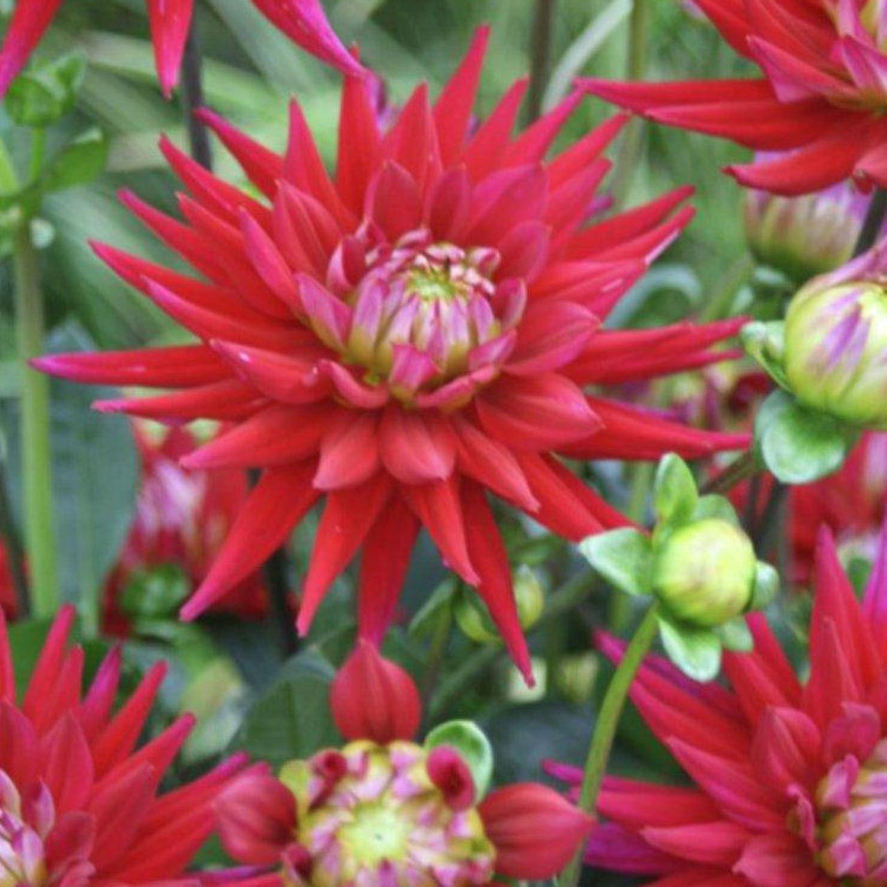 Dahlia 'Purple Corona' plant