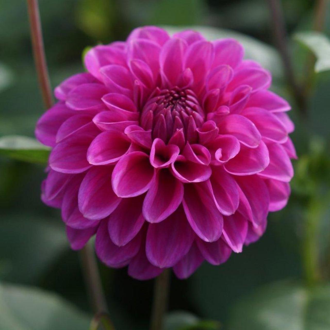 Dahlia 'Purple Fox' plant