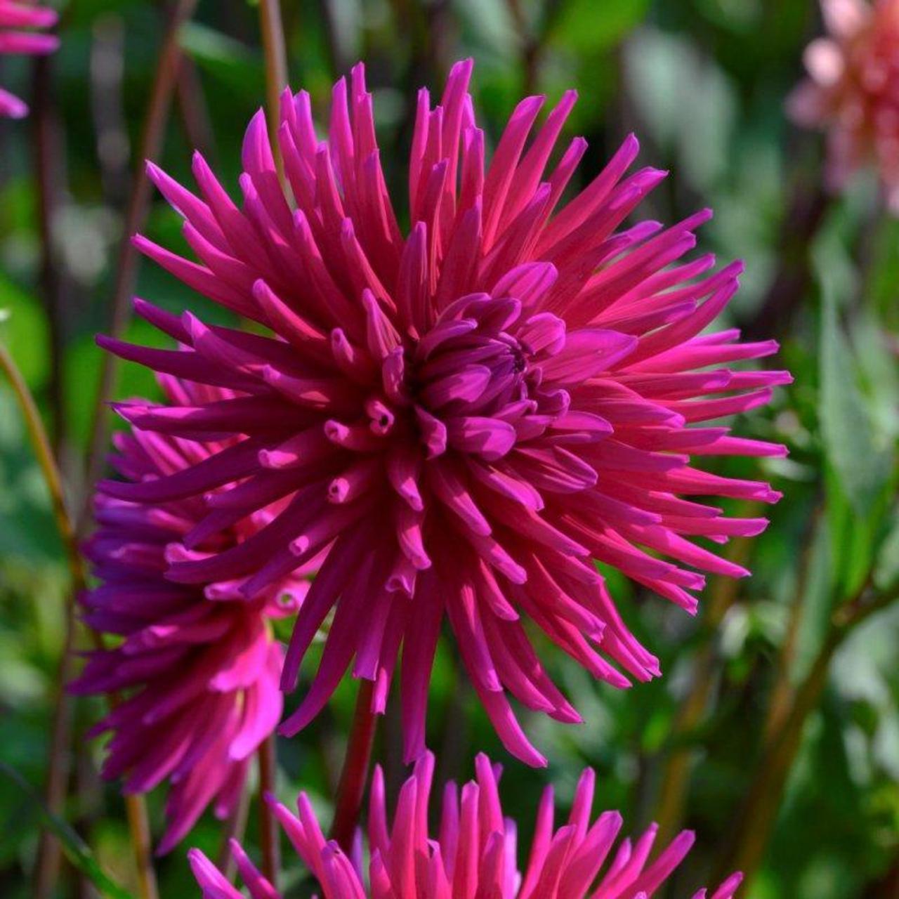 Dahlia 'Purple Gem' plant