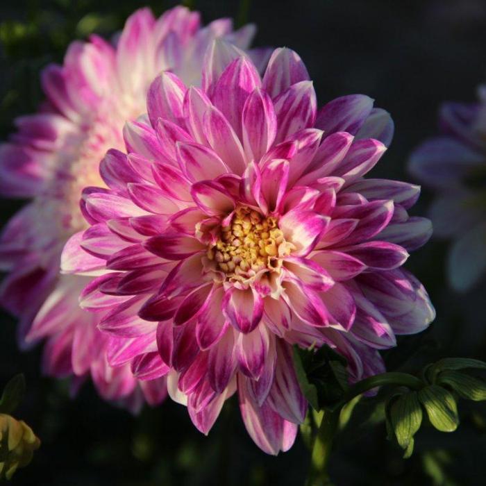 Dahlia 'Que Sera' plant