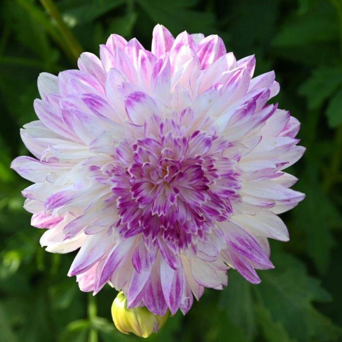 Dahlia 'Que Sera' plant