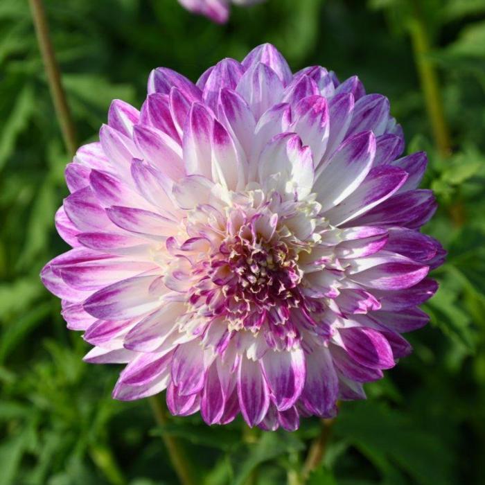 Dahlia 'Que Sera' plant