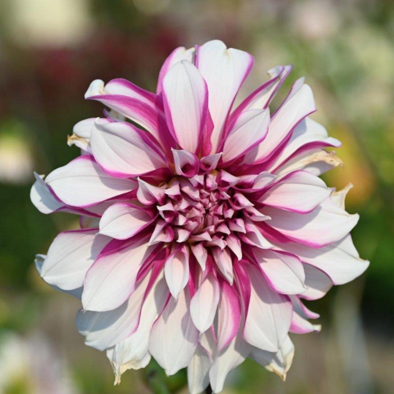 Dahlia 'Radegast' plant