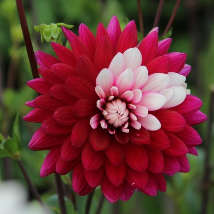 Dahlia 'Rebecca's World' plant